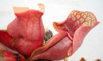 Domenico, collezionista di piante carnivore: �Tranquilli, mangiano solo rettili e uccelli�